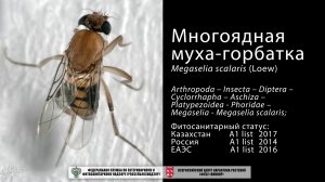 Многоядная муха-горбатка  (Megaselia scalaris (Loew))