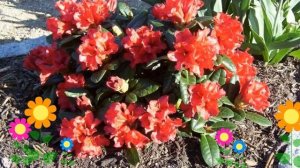 Рододендрон плотный Scarlet Wonder. Краткий обзор, описание характеристик, где купить саженцы