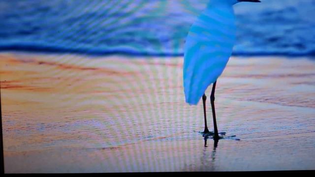 Грядущий царь. Почему распяли ИСХС. Народ не доверяет смотреть онлайн