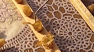 Маточное молочко. Как не нарваться на подделку?