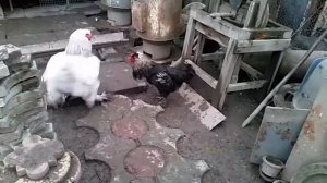 Бой петухов