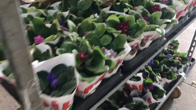 Kış çiçekleri kasımpatı kalanşo orkide antoryum rengarenk sera turu смотреть онлайн