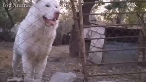 ВОЛКОДАВЫ! Этих собак боятся даже Волки и Медведи...