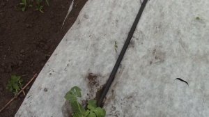 Рассада арбузов на прививке, от Романа Калибабчука