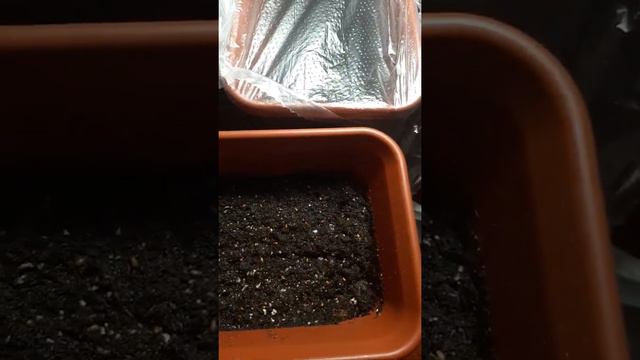 Анютины глазки- посев🌺🌺🌺🌺🌺🌺 смотреть онлайн