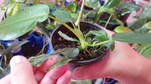 Я смогла, получиться и у Вас. Вариегатность своими руками в домашних условиях