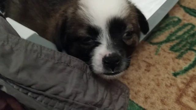 Лаки спит везде! Милая кроха живет с нами! смотреть онлайн