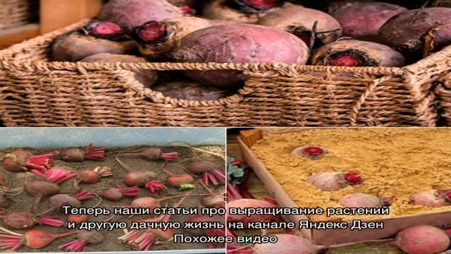 Как хранить свеклу зимой в погребе, популярные способы смотреть онлайн