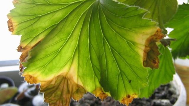 Вредители и болезни королевских пеларгоний. смотреть онлайн