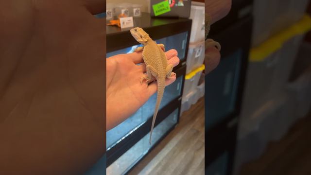 Witblits Bearded Dragon Baby