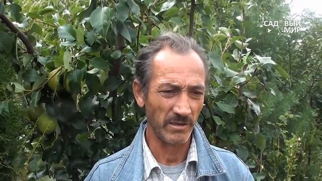 Как выбрать и выращивать грушу в Средней полосе Советы агронома смотреть онлайн