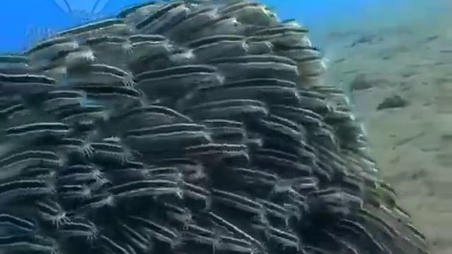 Полосатый сом-угорь , является разновидностью сома-хвоща. смотреть онлайн