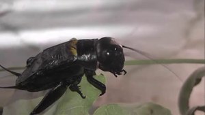 ИНСЕКТАРИЙ: 361. Полевой Сверчок (Gryllus campestris)