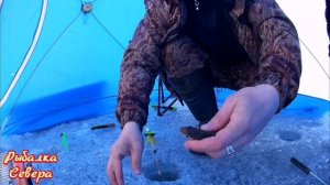 #Рыбалка на Севере#Сиг#Весна#