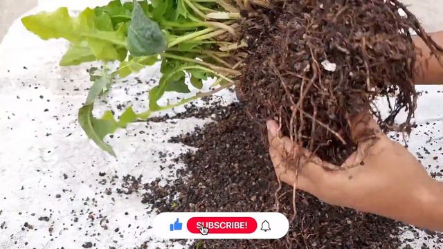 Dying Gerbera: How to Treat and Prevent Common Problems? смотреть онлайн