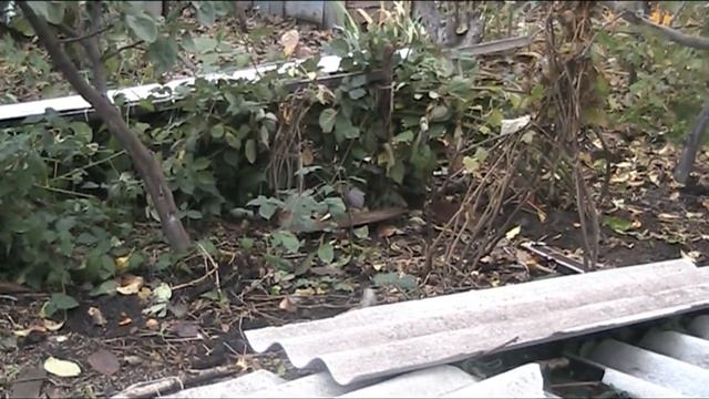 сад подготовка деревьев к зиме.боремся с кроваво-красной тлёй смотреть онлайн