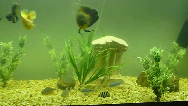 MIS PECES OSCAR FER смотреть онлайн