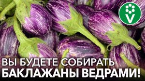 СЕЕМ БАКЛАЖАНЫ НА РАССАДУ! Точные сроки посева, подготовка грунта, обработка семян и другие нюансы