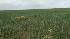 Горох, Кукуруза, гербицид Гербитокс, Балерина, Велосити Пауэр. Эффективность препаратов.