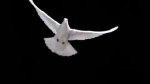 Красивое видео! Прекрасная музыка, Полет белого голубя