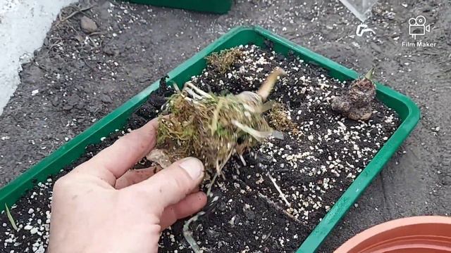 Alocasia Jacklyn sadzenie po wybudzaniu bulwy смотреть онлайн