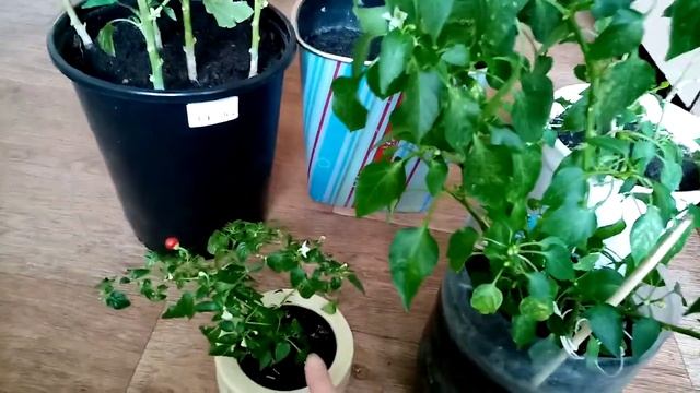 Перцы,Помидоры.Рассада. Взрослые многолетние перцы