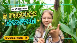 В поисках кукурузы 🌽 Собираем кукурузу в Орловской области 🚗 Путешествие по России