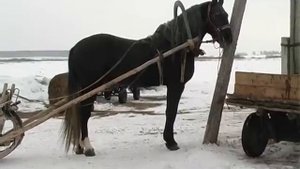 Конеферма Волкова-2