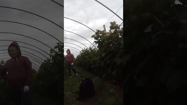 Как собирают малину в Польше! смотреть онлайн