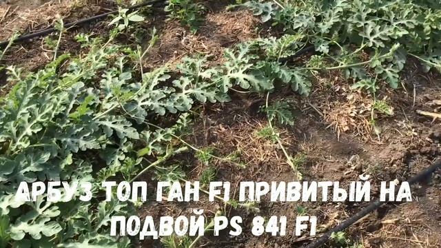 Арбузы привитые на разные подвои смотреть онлайн