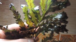 Мой папоротник болбитис геделоти (Bolbitis Heudelotii).