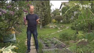 СИРЕНЬ как фиолетовой сирени привить черенок белой сирени