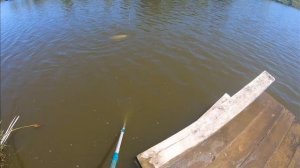 Ловля трофейного амура.