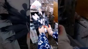 Николаевские голуби Ставрополья цыгана !!!!