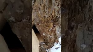 как медведь спит в берлоге