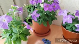 Петуния  Грандифлора Аладин Голубая.