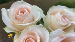 Rose Clear Ocean