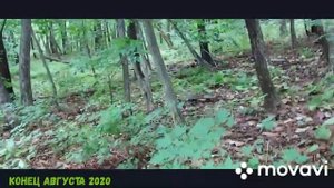 Лес в район бухты Шамора.Владивосток