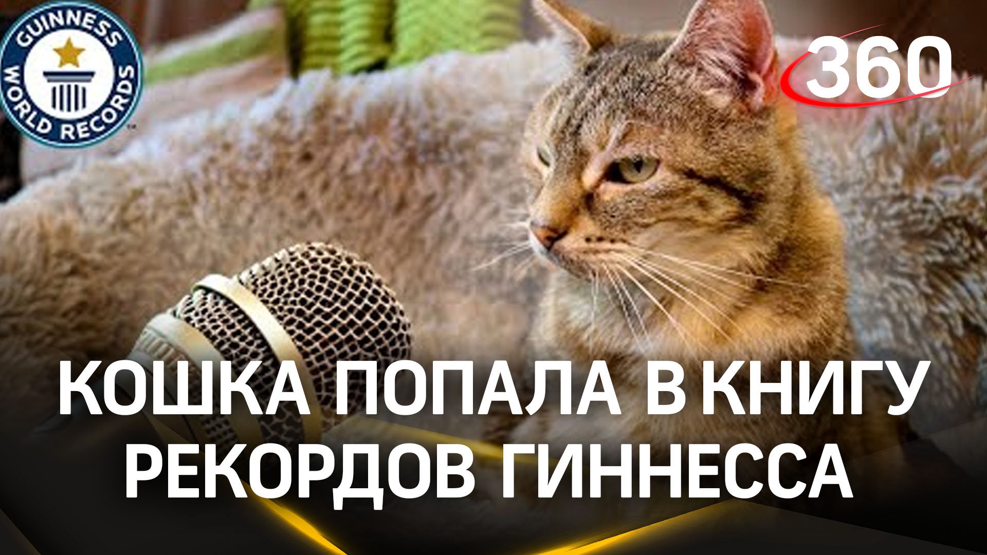 Мурлычет как стиральная машина: самый громкий кошачий рекорд