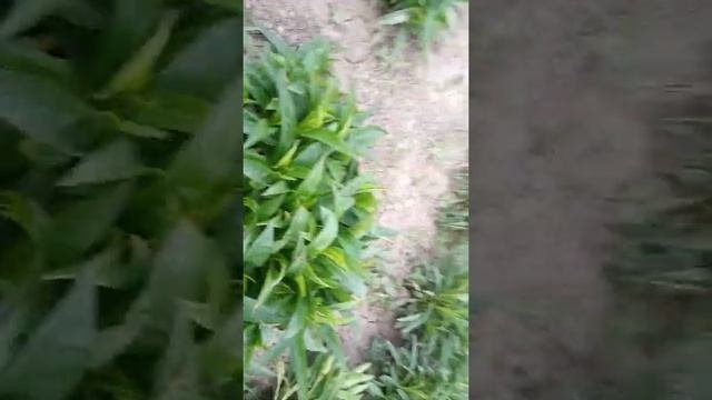 выращивание астры многолетней,сентябрины.Посадка,борьба с мучнистой росой