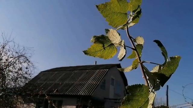 Укрытие на зиму малины сказка, крепыш, богатырь и краса. смотреть онлайн