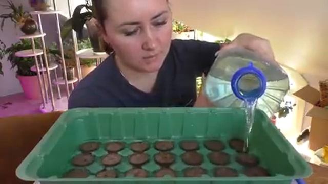 Герань / Пеларгония / ПОСЕВ СЕМЯН / КАКИЕ ПРАВИЛА НУЖНО СОБЛЮДАТЬ ПРИ ПОСЕВЕ СЕМЯН смотреть онлайн