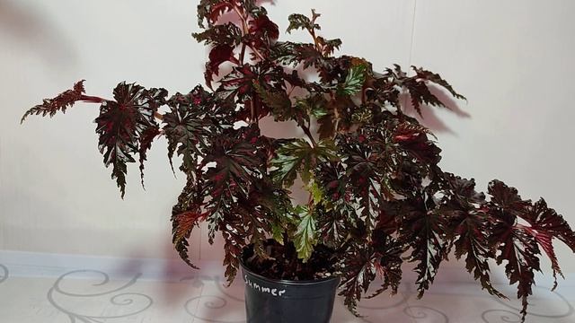 Цветы- любовь моя! Бегонии 21 смотреть онлайн