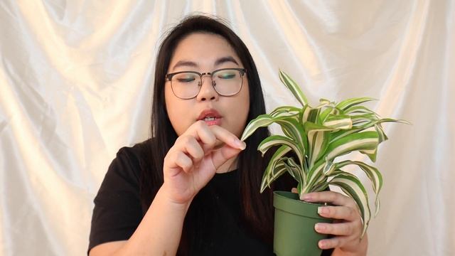 Dracaena fragrans Plant Care Tips | The Houseplant Alphabet смотреть онлайн