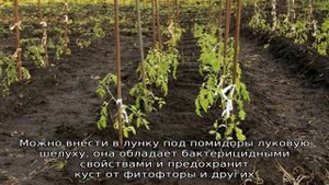 Что класть в лунку при посадке помидор