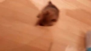 померанский шпитц