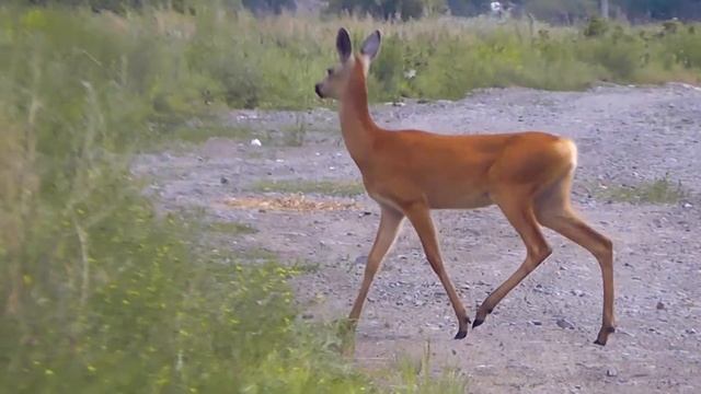 КОСУЛЯ(самка) ДЕБЮТИРУЕТ В РОЛИ МОДЕЛИ смотреть онлайн