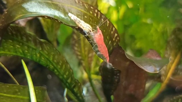 Креветки вишни Красный огонь и Амано в 30 л аквариуме/Red fire and Amano shrimps in 30 l tank смотреть онлайн