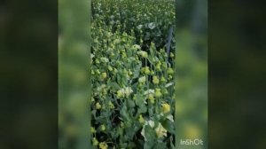 Эустома 2020. От посадки до срезки