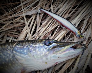 Рыбалка под Нижним Тагилом. Проявил себя старый проверенный воблер. Лягушка себя не проявила...